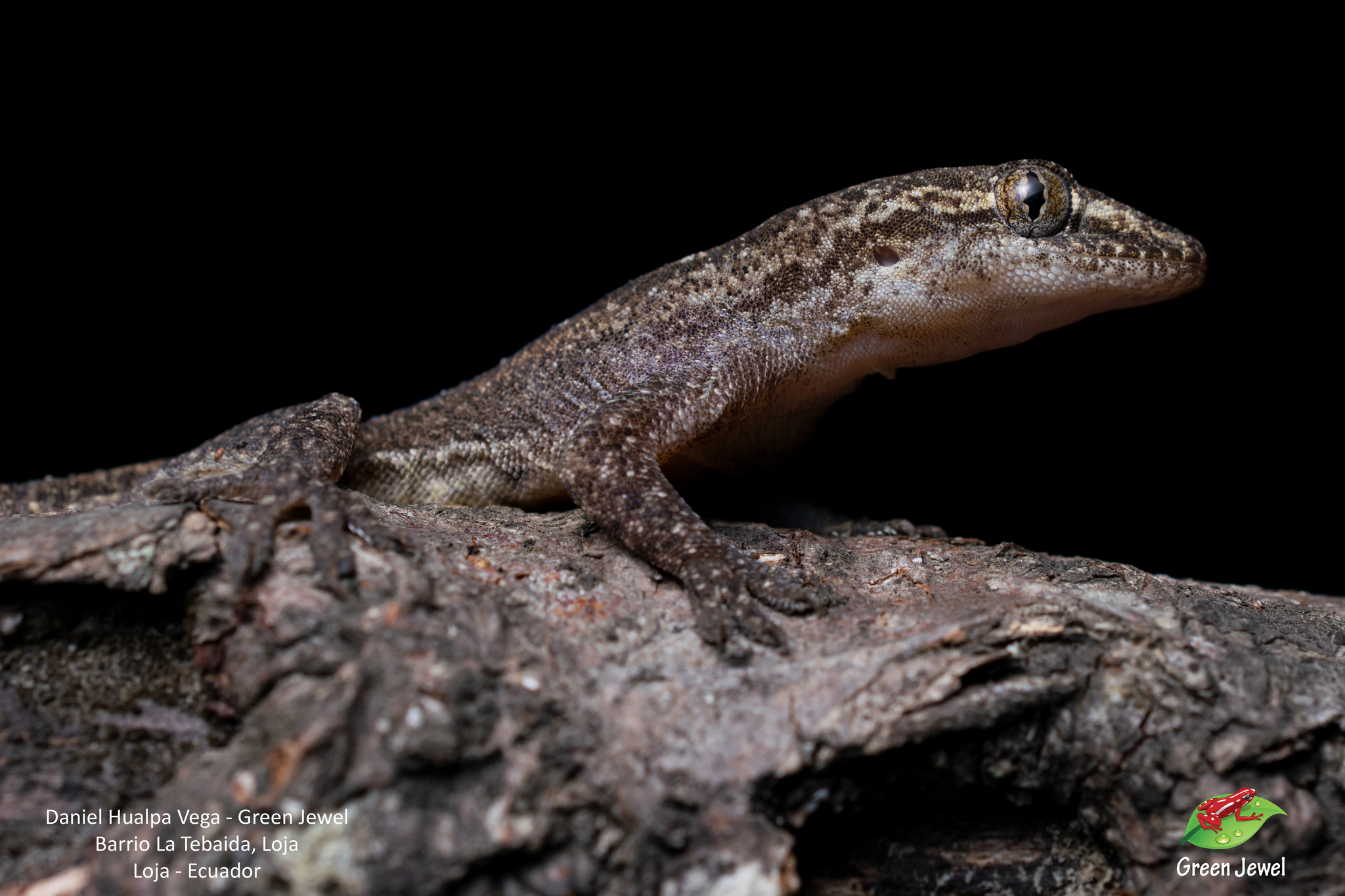 Hemidactylus frenatus image