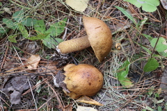 Suillus punctipes