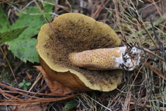 Suillus punctipes