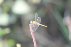 Crocothemis servilia