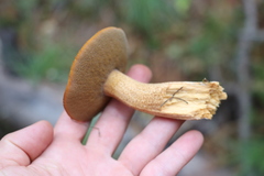 Suillus punctipes