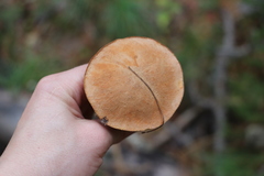 Suillus punctipes