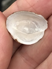 Crepidula nummaria