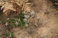Eurybia radulina