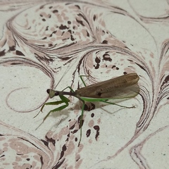 Mantidae