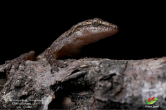 Image of Hemidactylus frenatus