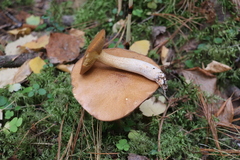 Suillus punctipes