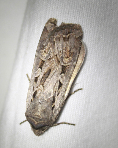 iNaturalist observation photo of Tessellate Dart