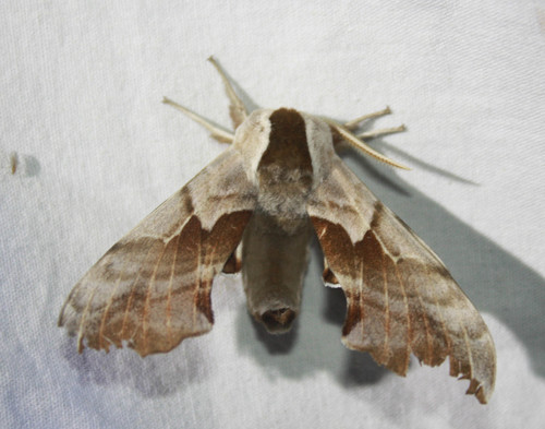 iNaturalist observation photo of Western Eyed Sphinx