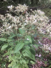 Eupatorium godfreyanum