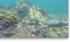 Sepioteuthis sepioidea