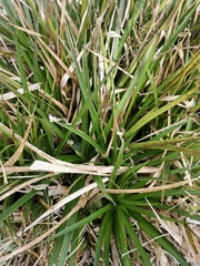 Eryngium paniculatum