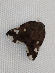 Ricania speculum
