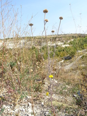 Cota tinctoria