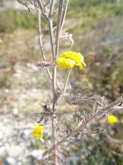 Cota tinctoria