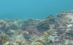 Sepioteuthis sepioidea