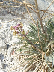 Matthiola fragrans