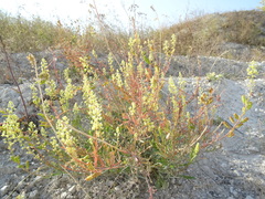Reseda lutea