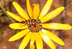 Mimesthes maculicollis