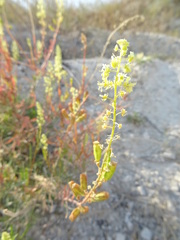 Reseda lutea