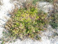 Astragalus glycyphyllos