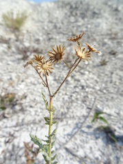 Jacobaea grandidentata