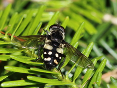 Sericomyia lata