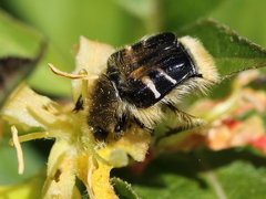 Trichiotinus assimilis