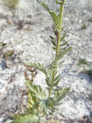 Jacobaea grandidentata