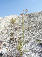 Jacobaea grandidentata
