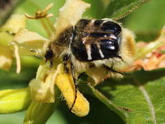 Trichiotinus assimilis