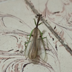 Mantidae