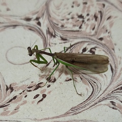 Mantidae