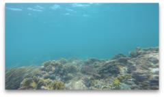 Sepioteuthis sepioidea