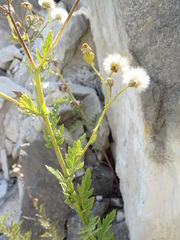 Jacobaea grandidentata