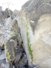 Jacobaea grandidentata