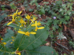 Senecio ovatus alpestris