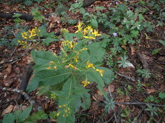 Senecio ovatus alpestris