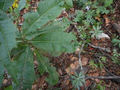 Senecio ovatus alpestris