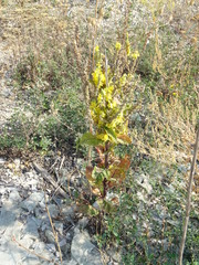 Verbascum lychnitis