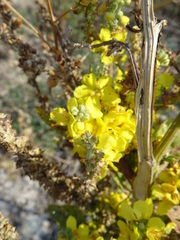Verbascum lychnitis
