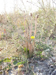 Taraxacum serotinum