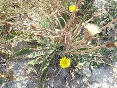 Taraxacum serotinum