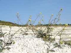 Erucastrum gallicum