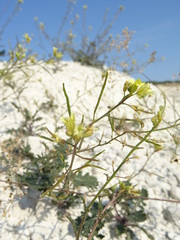 Erucastrum gallicum