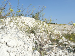Erucastrum gallicum