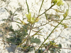 Erucastrum gallicum