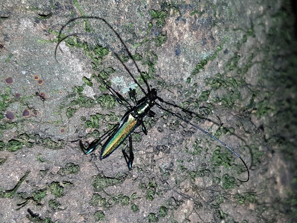 Rhopalizus