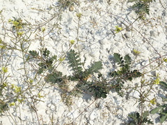Erucastrum gallicum