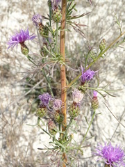 Centaurea stoebe